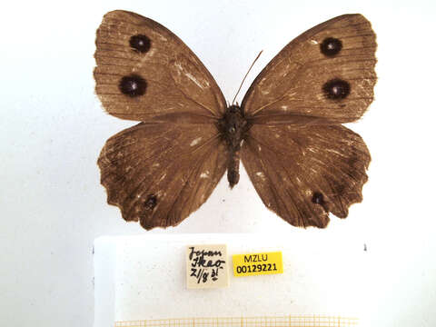 Image of Minois dryas