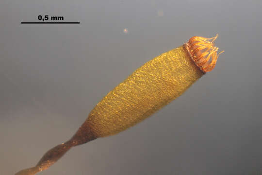 Image of denuded dicranodontium moss