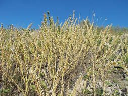 Image of black henbane