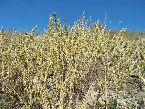 Image of black henbane