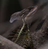 Image of Common Basilisk