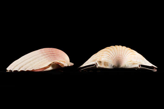 Image of New Zealand scallop