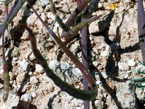 Image of Hypecoum procumbens L.