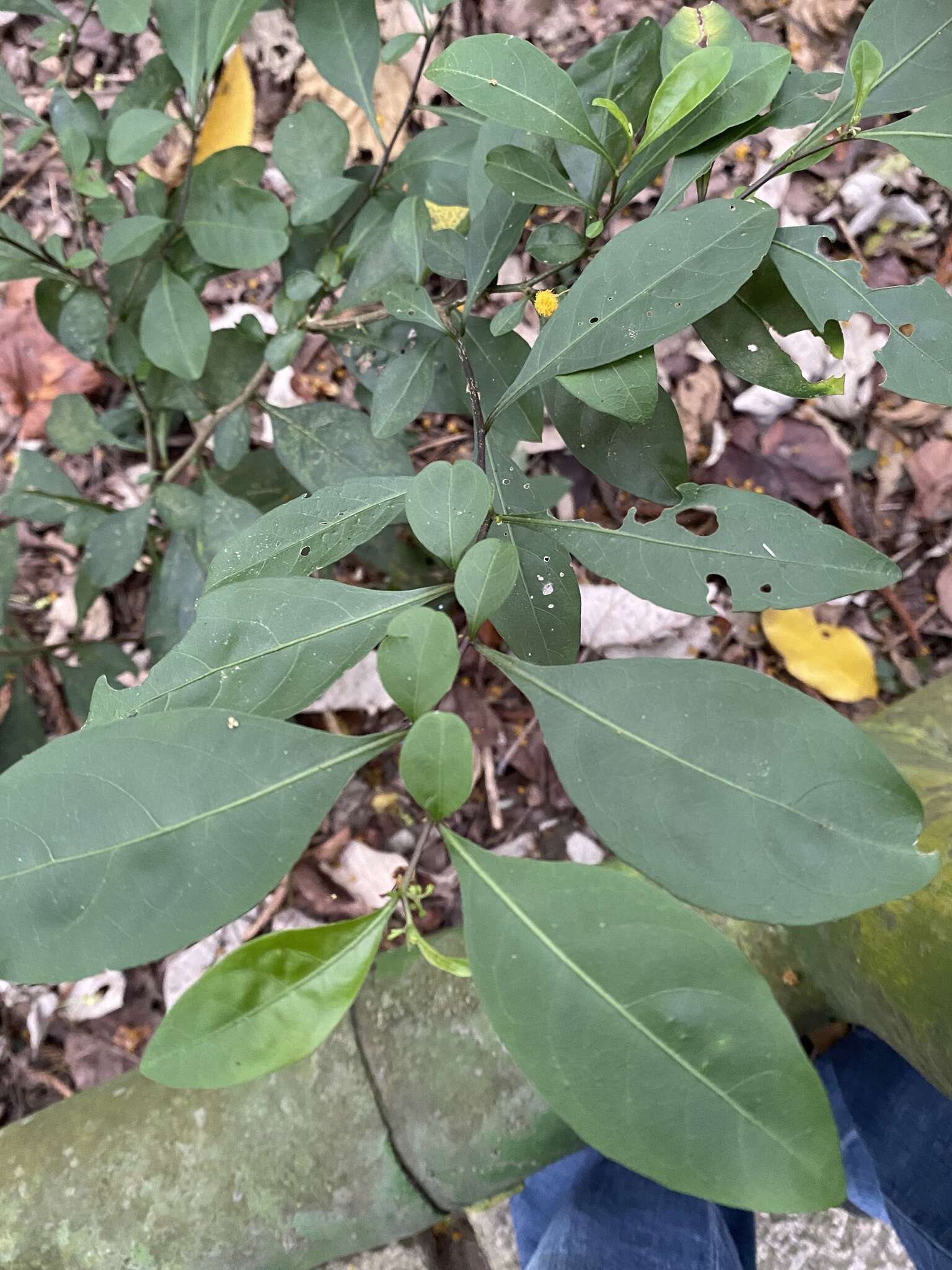 Image of twoleaf nightshade