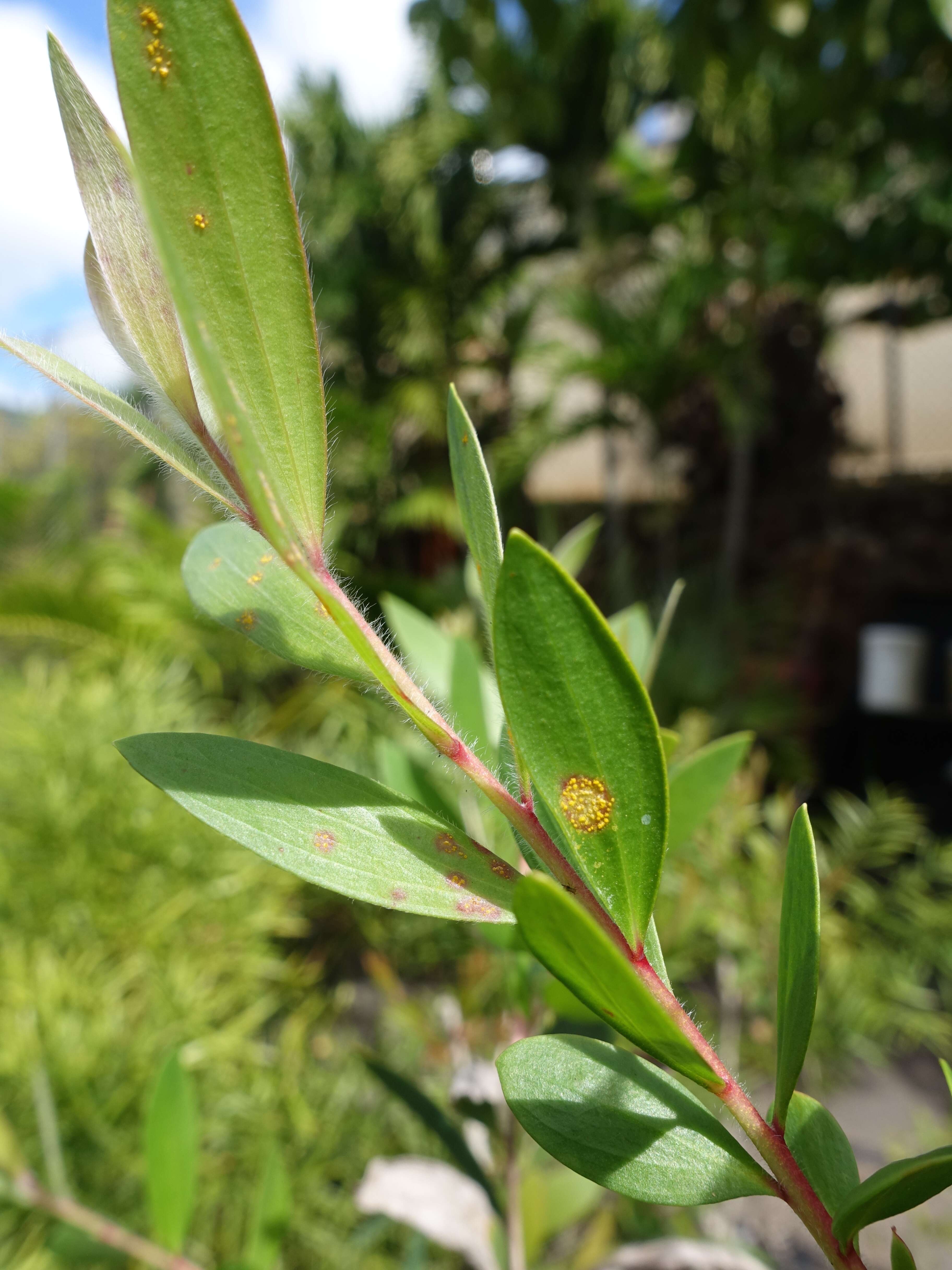 Image of Myrtle rust