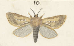 Image of Dioxycanus fusca Philpott 1914