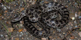 Image of Prairie Kingsnake