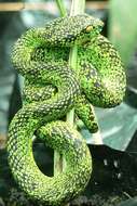 Image of Eyelash Viper