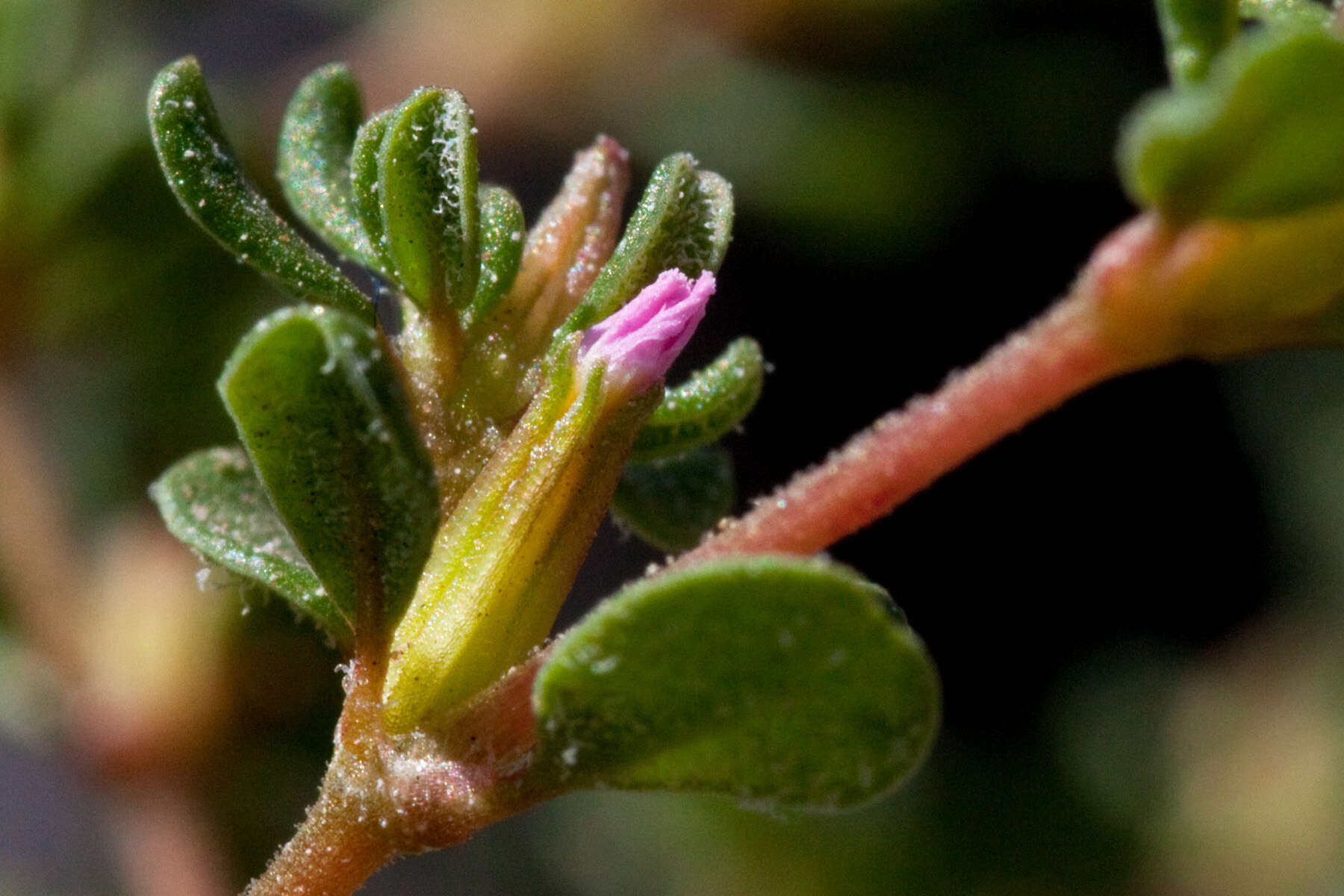 Image de Frankenia pulverulenta L.