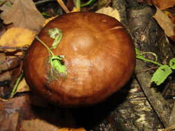 Image of Deer Mushroom