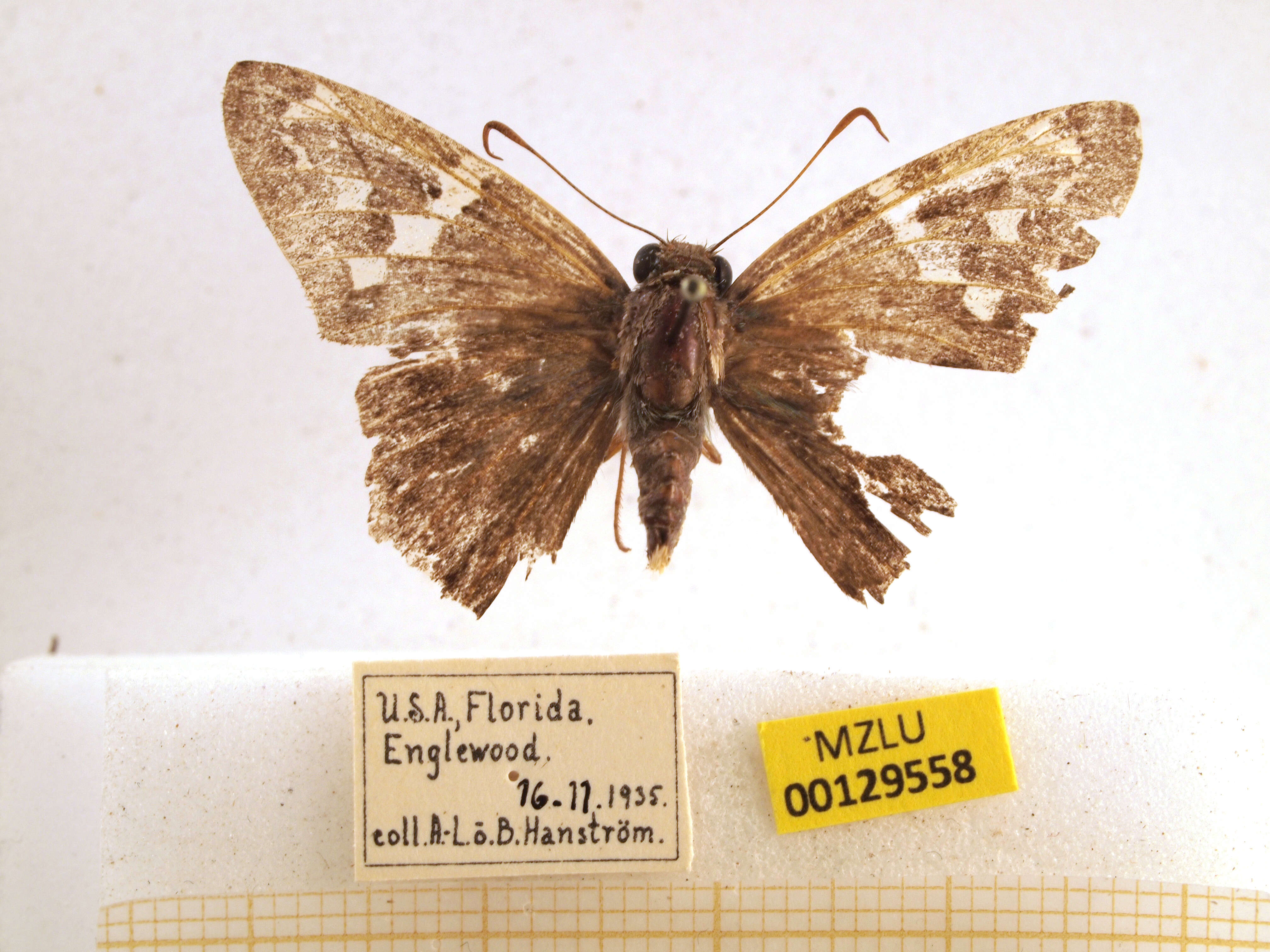 Image of Long-tailed Skipper