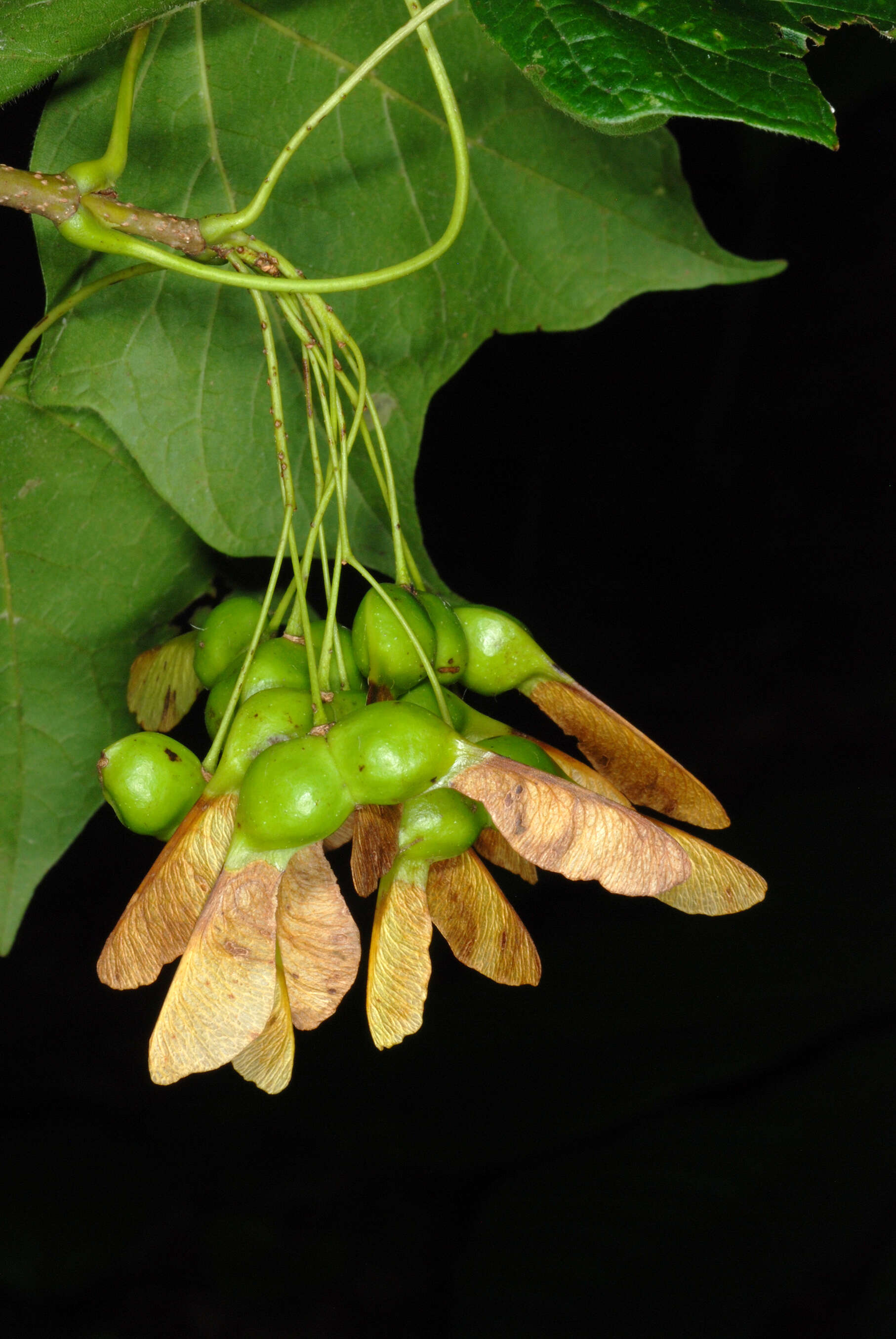 Image of Black Maple