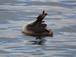 Image of Podiceps Latham 1787