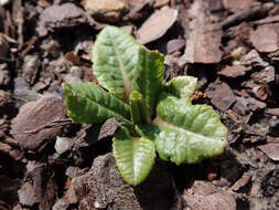 Image of Primula florindae Kingdon-Ward