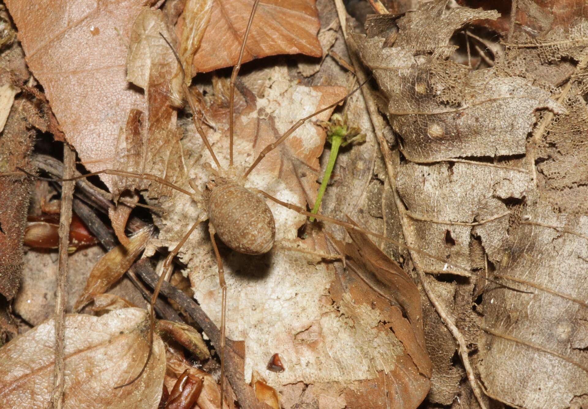 Image of Rilaena triangularis Herbst 1799