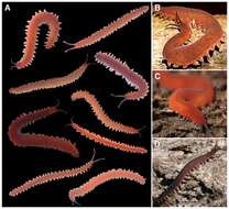 Image of velvet worms