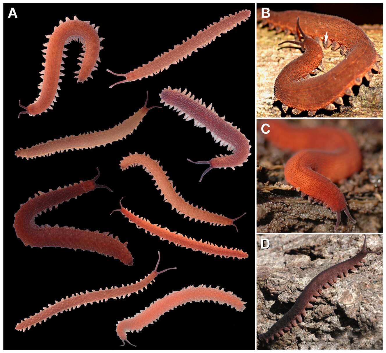 Image of velvet worms