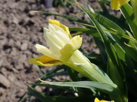 Image of Iris bucharica Foster