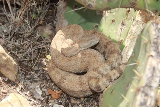 Crotalus lepidus (Kennicott 1861) resmi