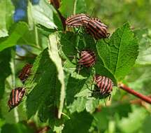 Image of <i>Graphosoma lineatum</i>