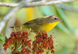 Geothlypis trichas (Linnaeus 1766) resmi