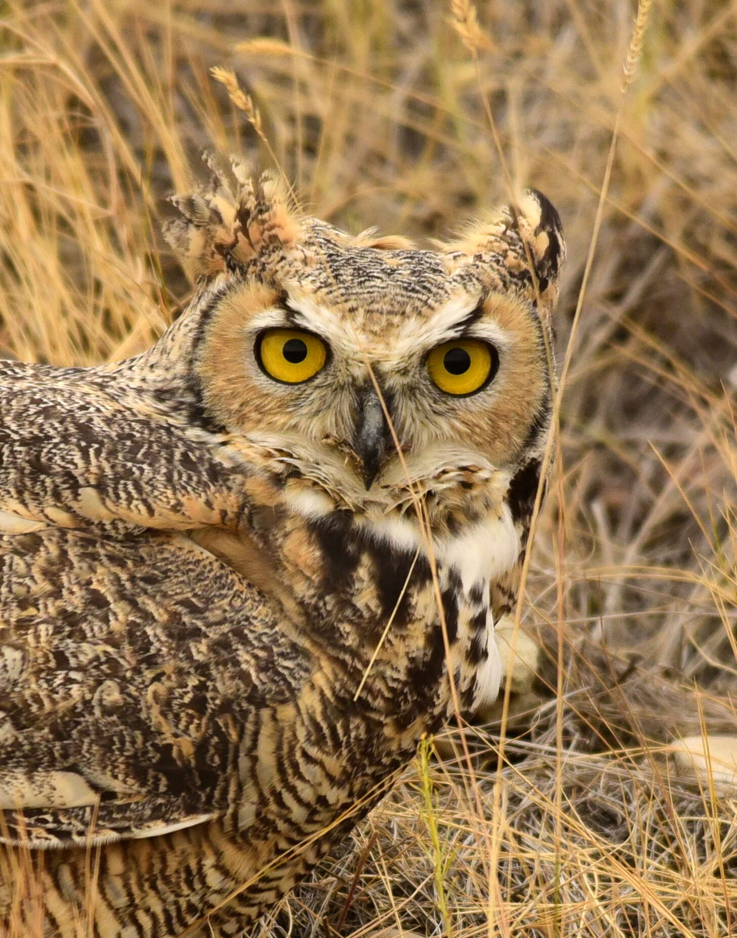 Image of Great Horned Owl