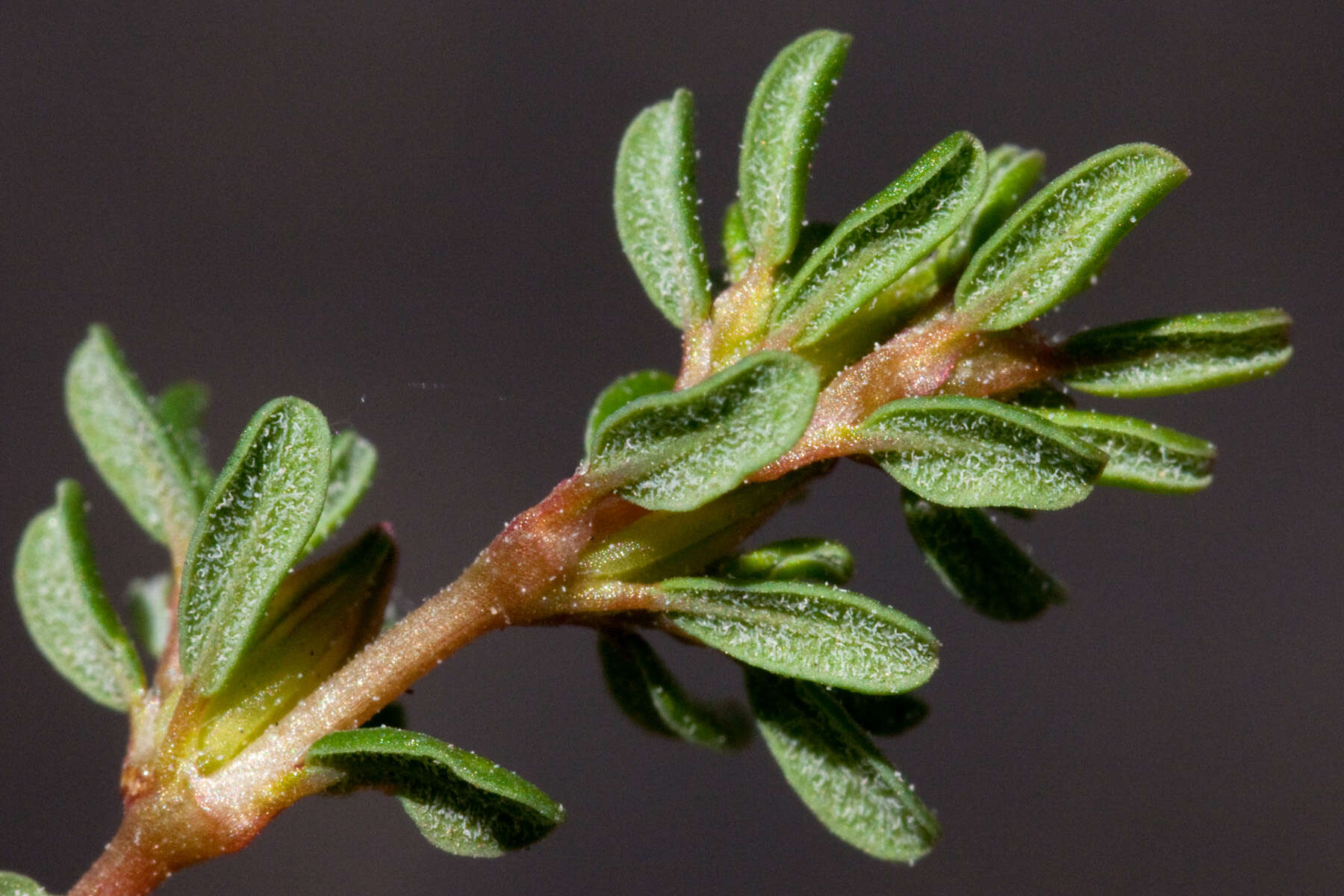 Image de Frankenia pulverulenta L.