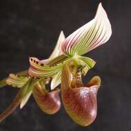 Sivun Paphiopedilum hennisianum (M. W. Wood) Fowlie kuva