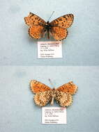 Image de Melitaea persea Kollar 1850