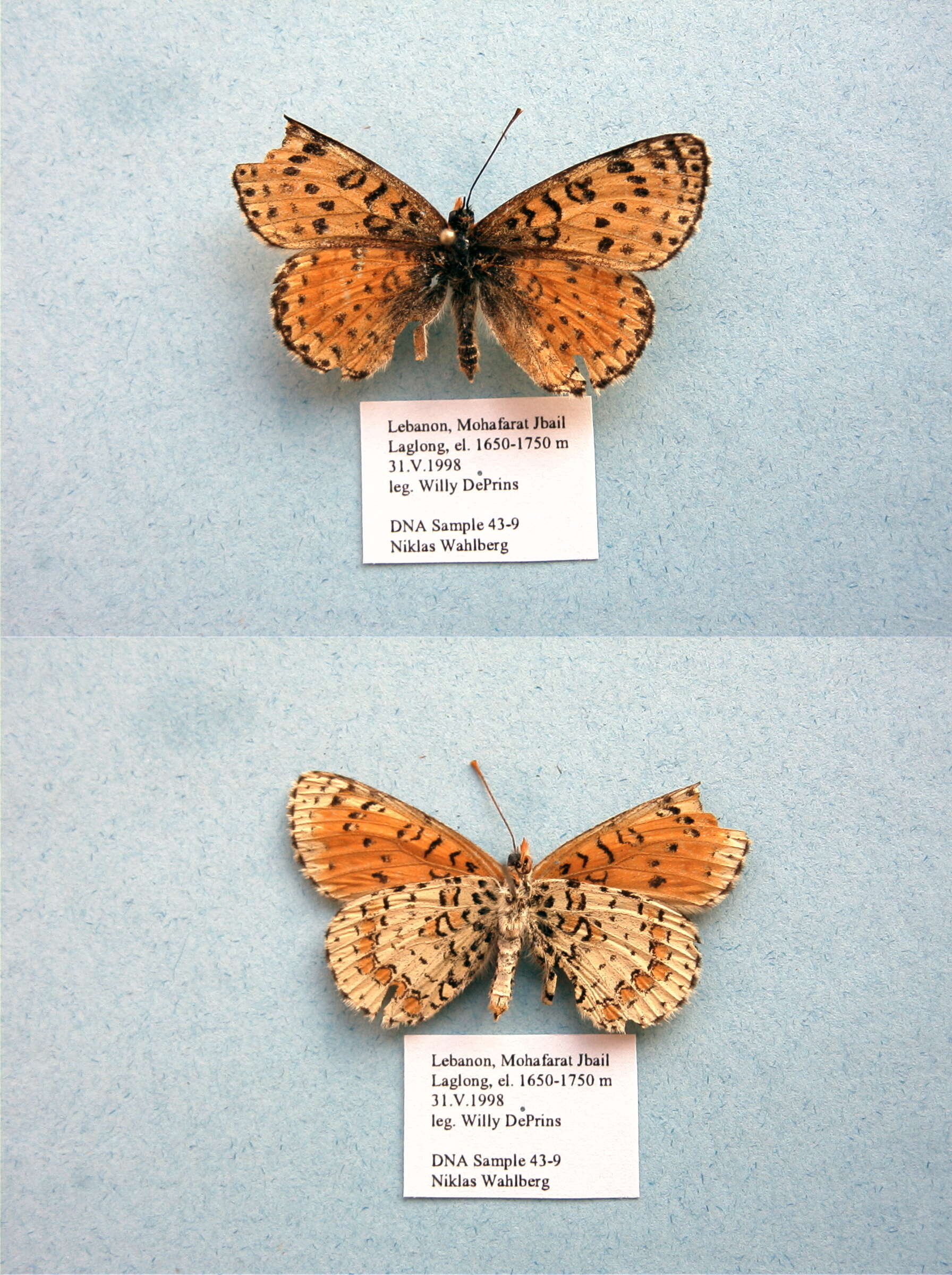 Image de Melitaea persea Kollar 1850