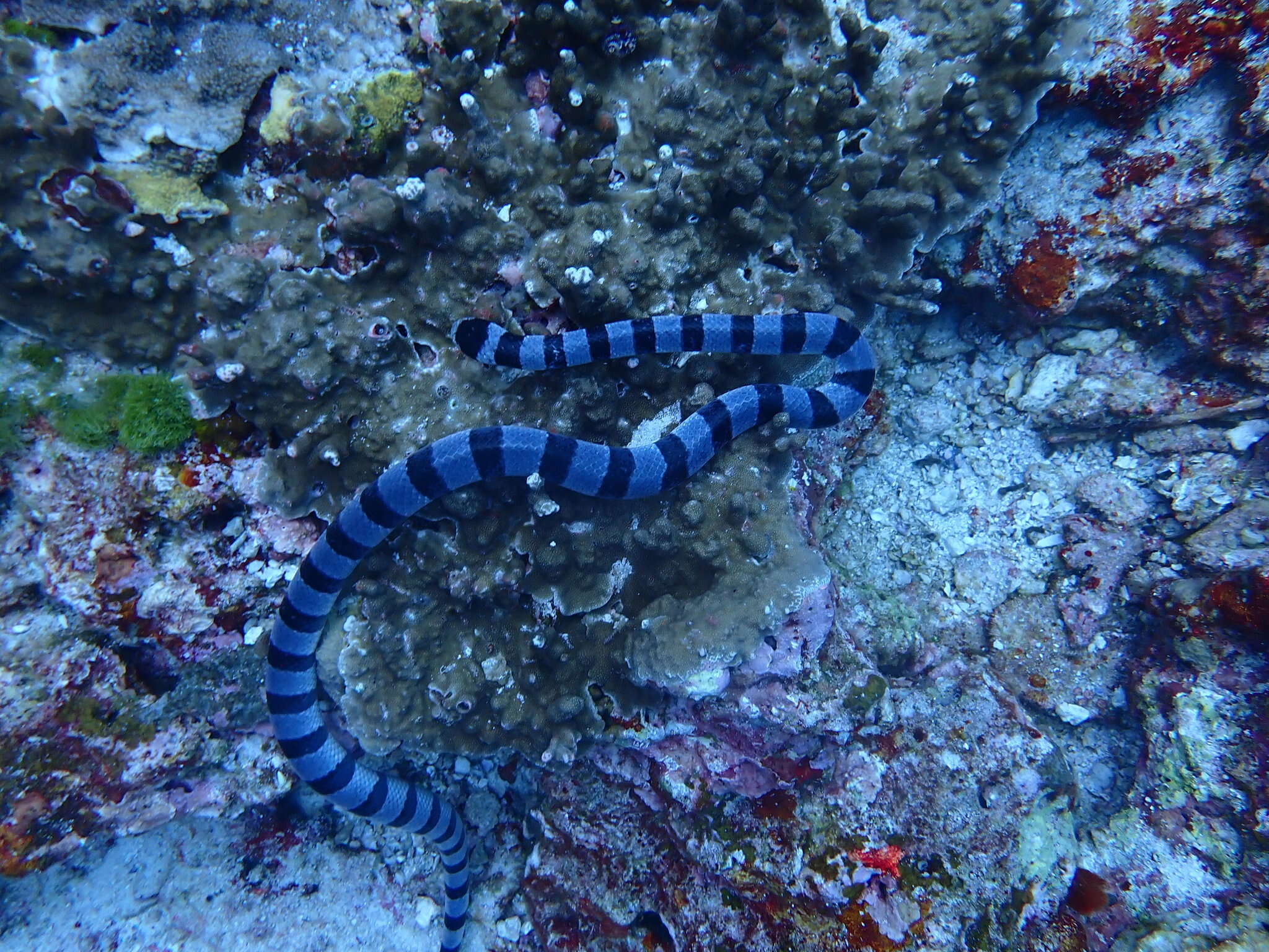 Image of Banded sea krait