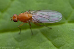 Image of heleomyzid flies