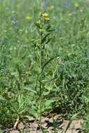 Image of treacle mustard