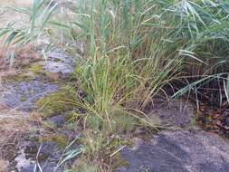 Image of Scirpus radicans Schkuhr