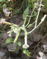 Nicotiana fragrans Hook.的圖片