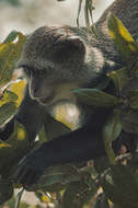 Image of blue monkey