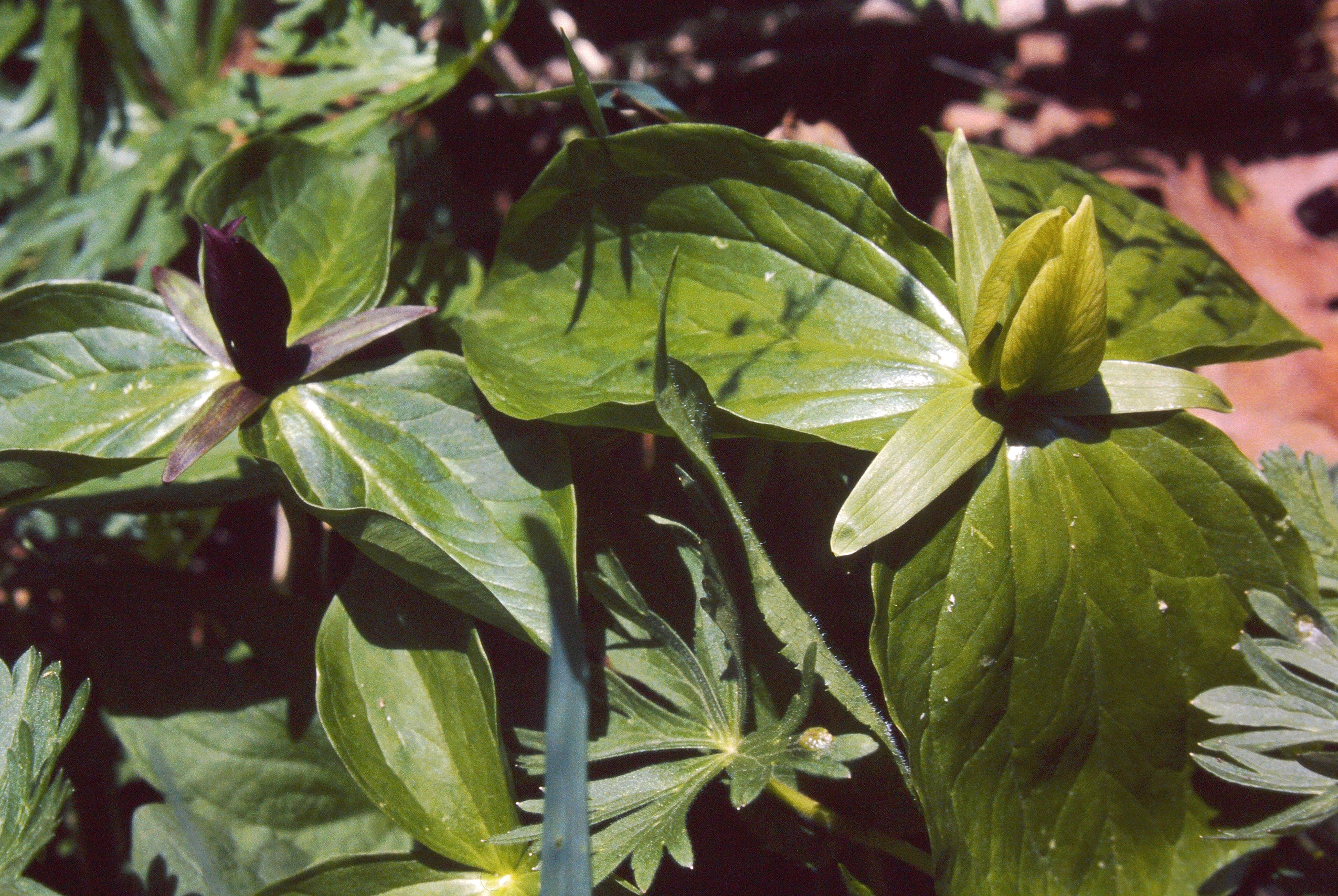 Imagem de Trillium sessile L.