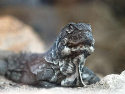 Image of Guatemalan Black Iguana