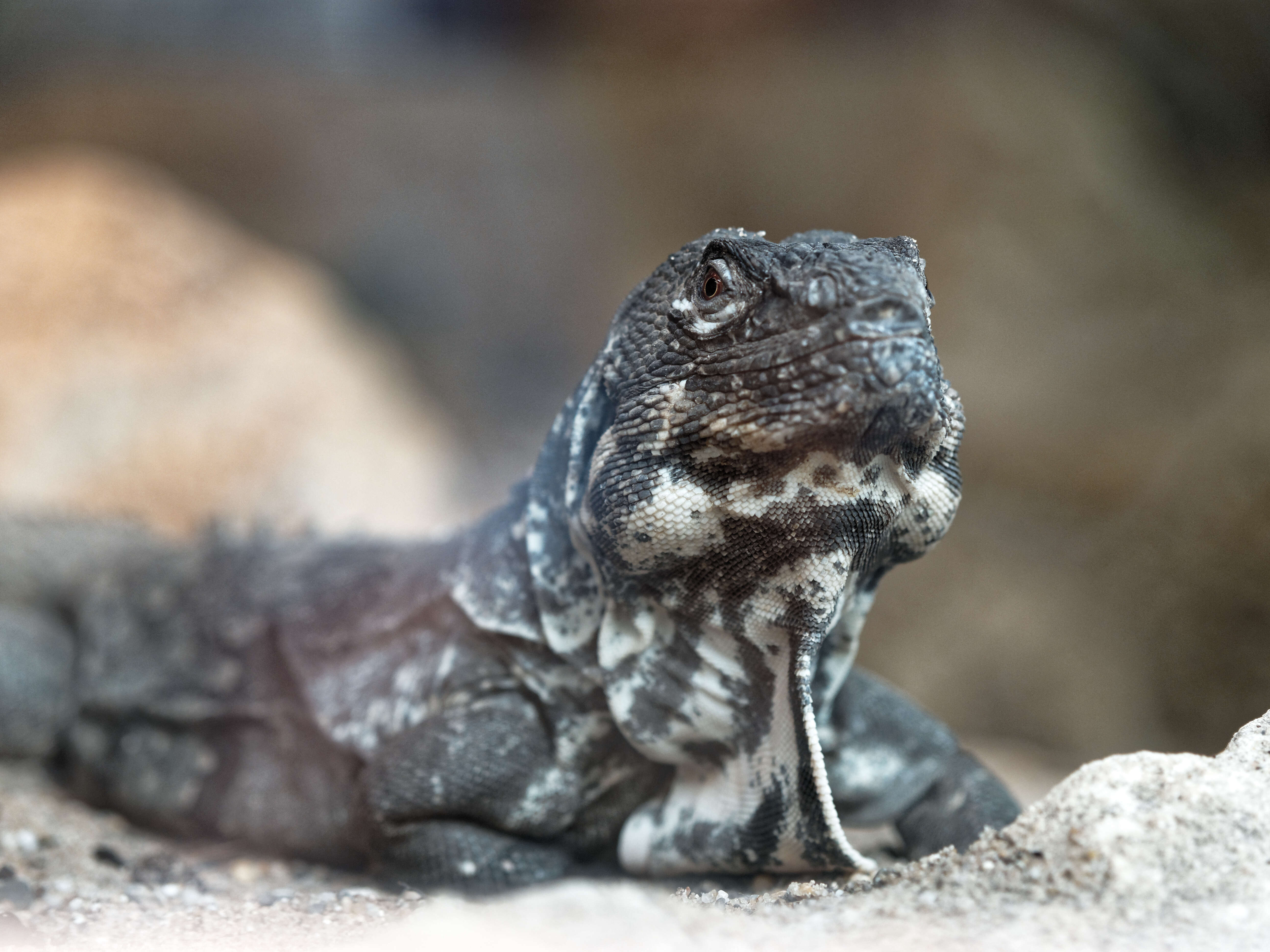 Image de Ctenosaura palearis Stejneger 1899