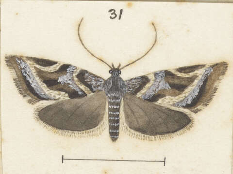 Image of Asterivora exocha Meyrick 1907