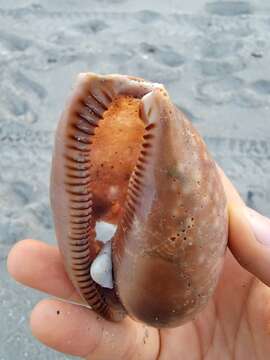 Image of Atlantic deer cowrie