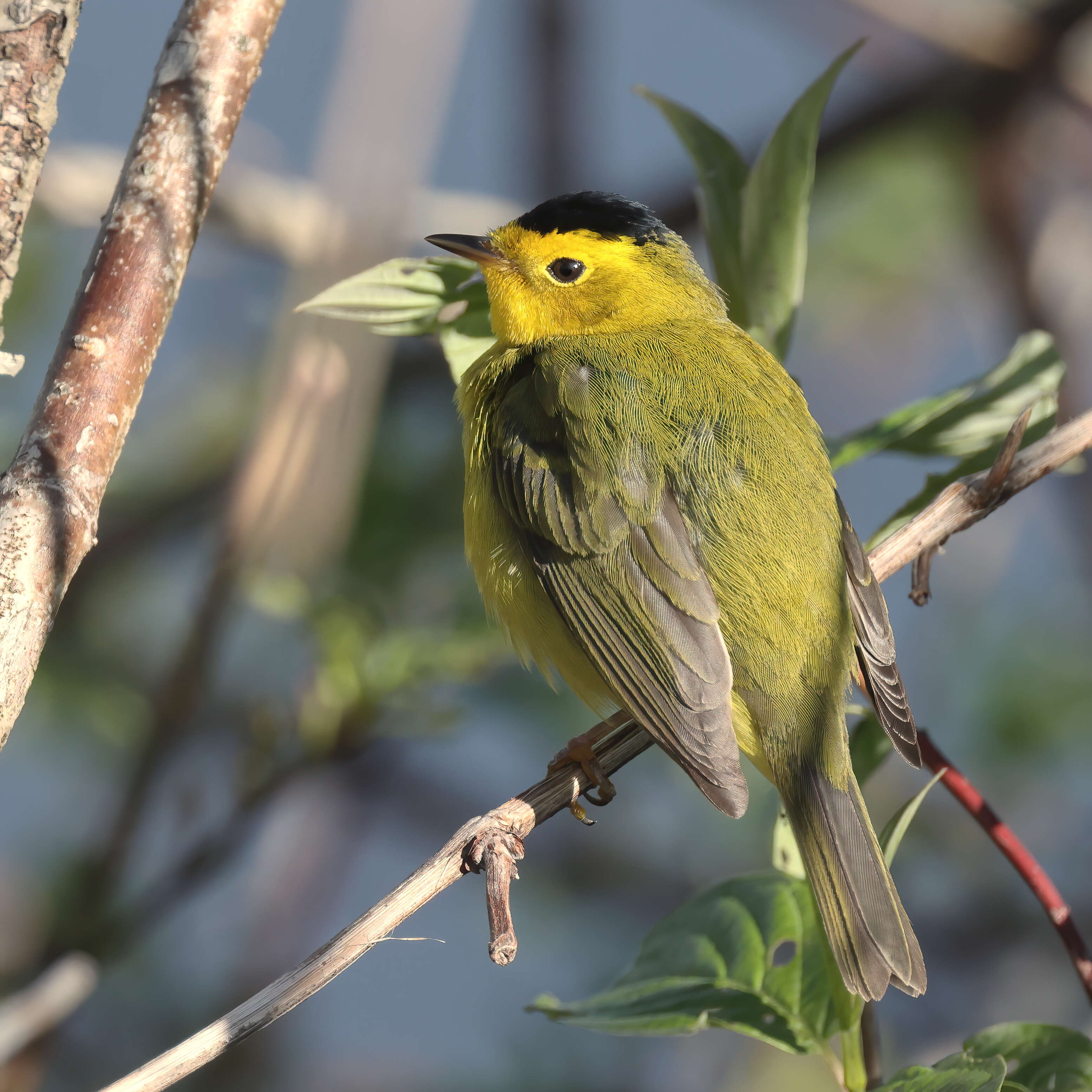 Image of Wilson's Warbler