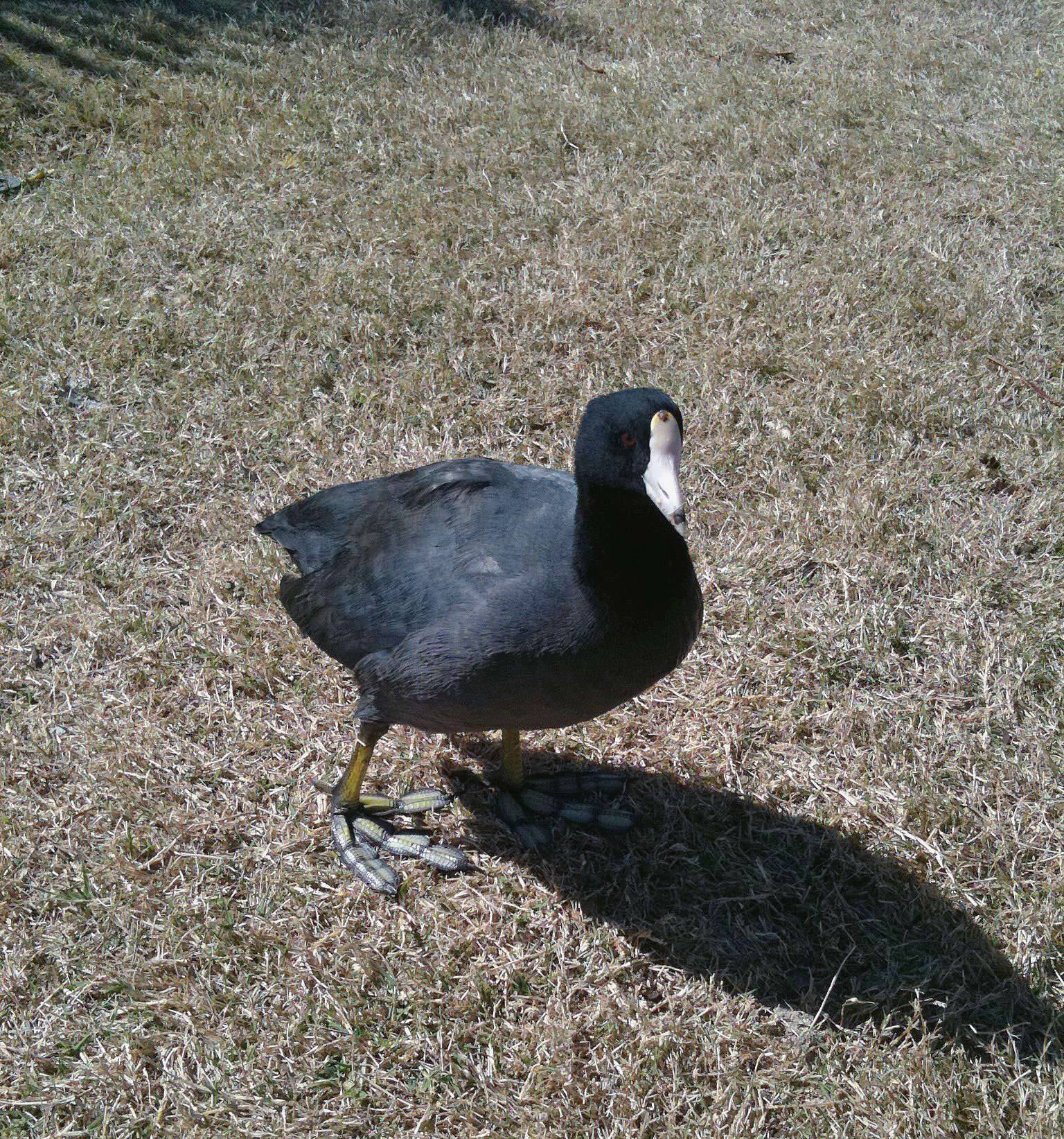 Image of Fulica Linnaeus 1758