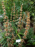 Image of Morina longifolia Wall.