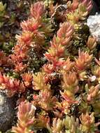 Crassula tillaea Lester-Garland resmi