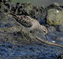 Image of Long-toed Stint