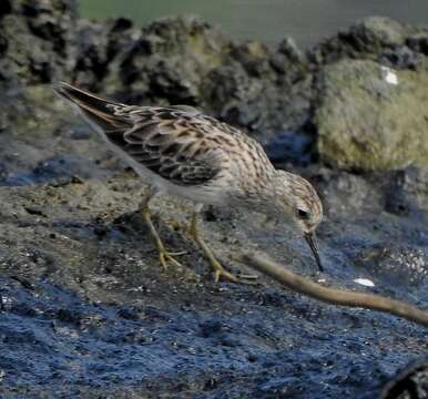 Image of Long-toed Stint