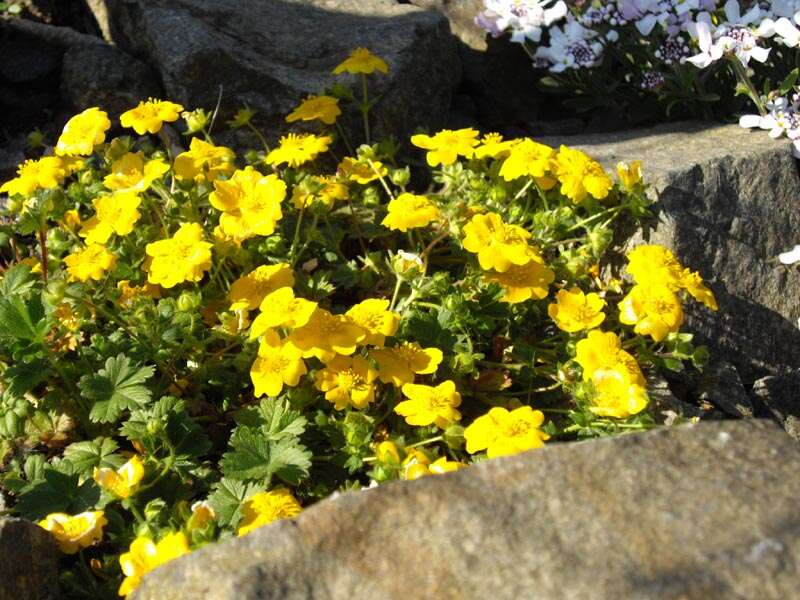 Image of Potentilla aurea L.