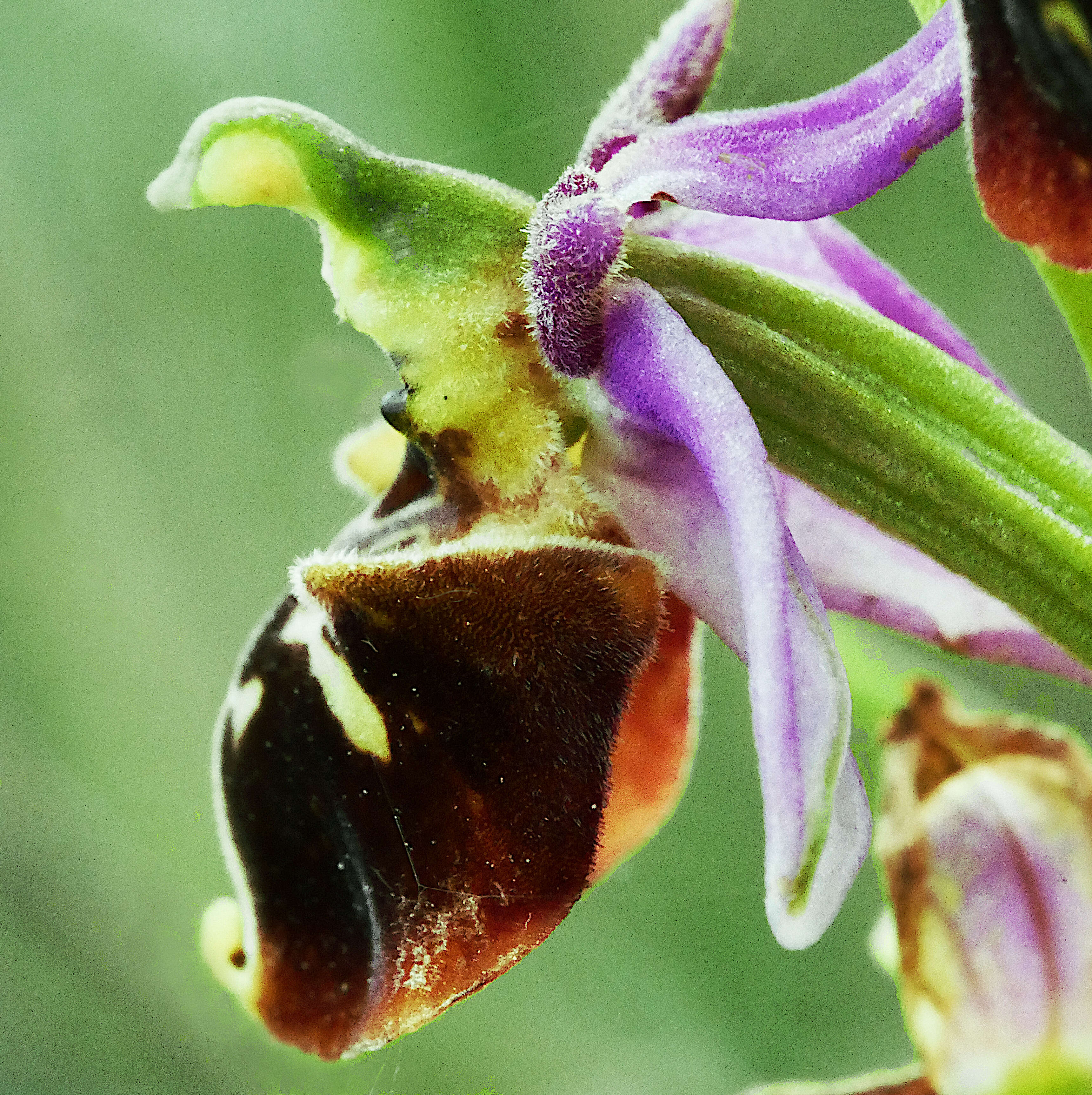 Image of Ophrys holosericea