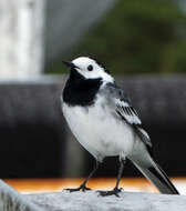 Image of Pied Wagtail and White Wagtail